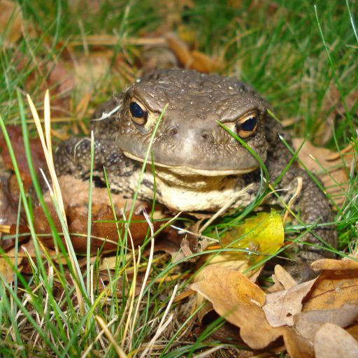 dsc04622.jpg
