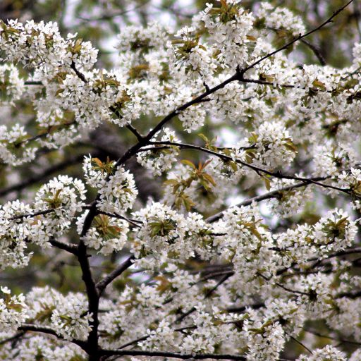 tradblomster2.jpg